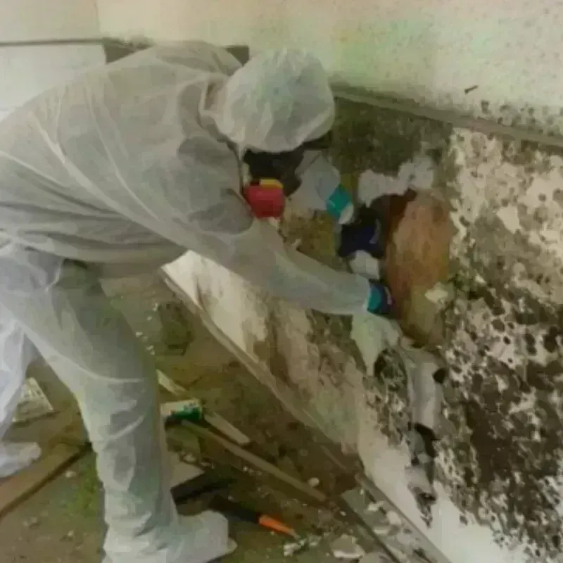 Mold Remediation and Removal in Big Stone County, MN